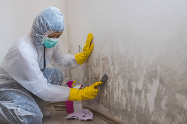 Home Mold Removal in Mcdade, TX