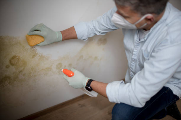 Office Mold Removal Services in Mcdade, TX