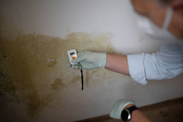 Best Mold Testing  in Mcdade, TX