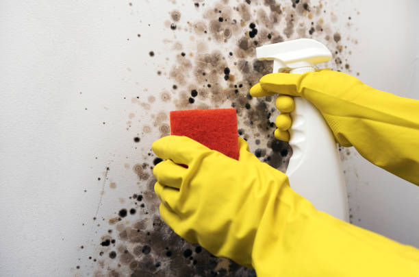Best Office Mold Removal Services  in Mcdade, TX