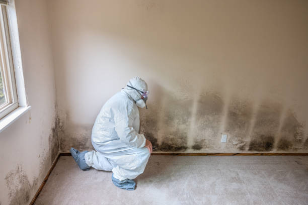 Best Professional Mold Removal  in Mcdade, TX