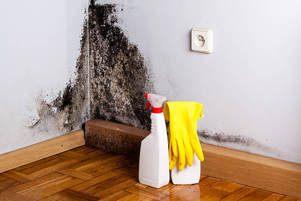 Best Attic Mold Removal  in Mcdade, TX