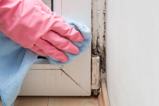 Attic Mold Removal in Mcdade, TX